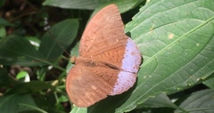 Tanaecia julii bougainvillei