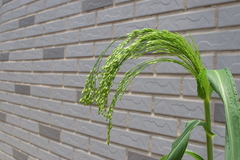 Panicum miliaceum