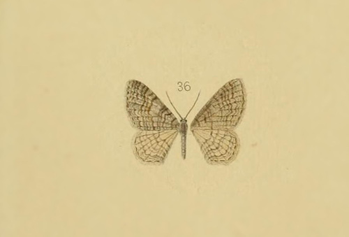 Venusia naparia