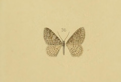 Venusia naparia