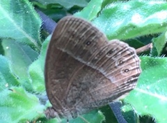 Mycalesis janardana