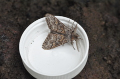 Calliteara fortunata