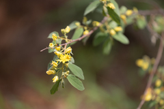 Grewia flavescens