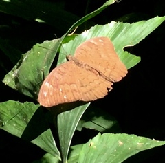 Tanaecia julii bougainvillei
