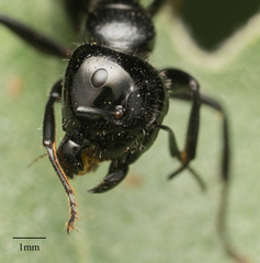 Camponotus laevissimus