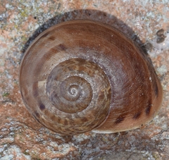 Iberus alonensis