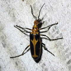 Pyrota sinuata