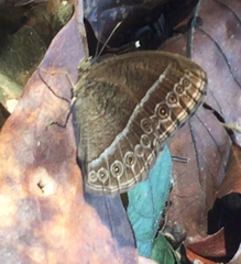 Mycalesis janardana