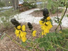 Senna didymobotrya