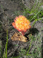 Haemanthus sanguineus