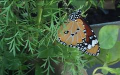 Danaus chrysippus chrysippus