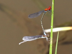 Pseudagrion massaicum
