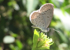 Zizula hylax pygmaea