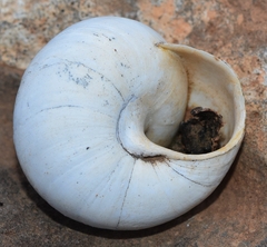 Sphincterochila candidissima
