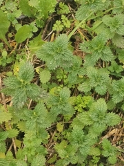Urtica urens