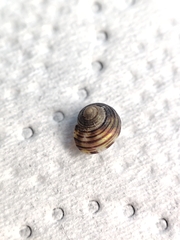 Lirularia iridescens