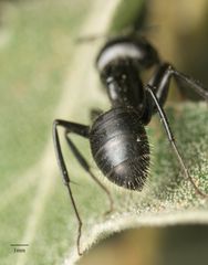 Camponotus laevissimus
