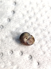 Lirularia iridescens