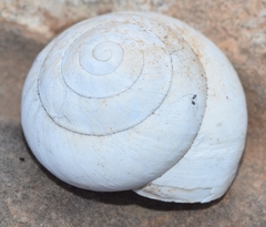 Sphincterochila candidissima