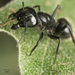Camponotus laevigatus - Photo Oikeuksia ei pidätetä, lähettänyt Jesse Rorabaugh