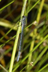 Pseudagrion furcigerum