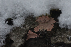 Corticium roseum