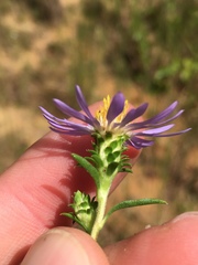 Eurybia surculosa