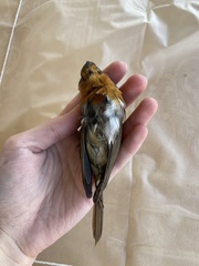 Erithacus rubecula