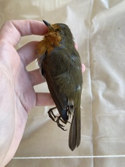Erithacus rubecula