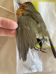 Erithacus rubecula