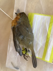 Erithacus rubecula