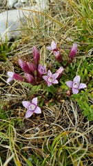 Gentianella columnae