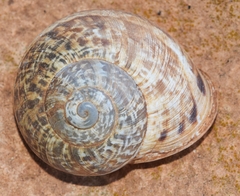 Iberus alonensis