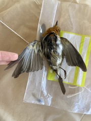 Erithacus rubecula