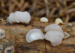 Naematelia encephala