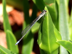 Pseudagrion kersteni