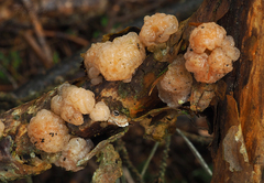 Naematelia encephala