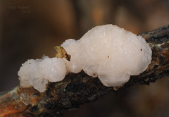 Naematelia encephala