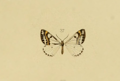 Neolythria djrouchiaria