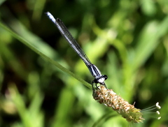 Pseudagrion kersteni