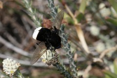 Bombomyia discoidea