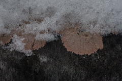 Corticium roseum