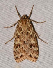 Phaegoptera decrepidoides