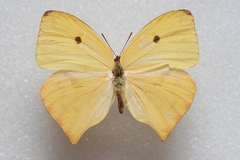 Phoebis neocypris neocypris