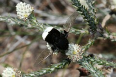 Bombomyia discoidea