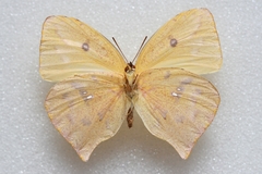 Phoebis neocypris neocypris