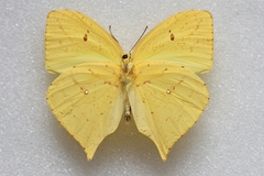 Phoebis neocypris neocypris