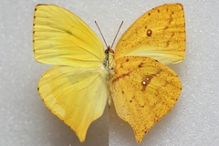 Phoebis neocypris neocypris