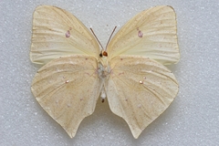 Phoebis neocypris neocypris