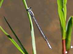 Pseudagrion kersteni